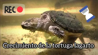 Crecimiento de la tortuga lagarto, Chelydra oceola.🐢🙂🌵