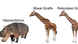 African Animals Size Comparison (ft. Pachirisu Infinity Official Y.T and @mirzatheteenageboy)