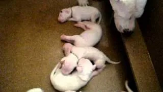 Dharma's puppies 12 days old