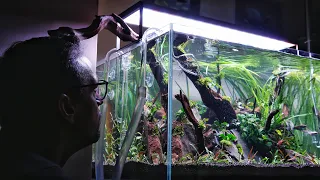 How to Aquascape a Classic Nature Aquarium (New Plants!)