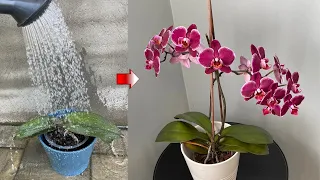 Do This ‼️ Correct Watering That Makes Orchids Bloom Abundantly and Give Healthy Roots