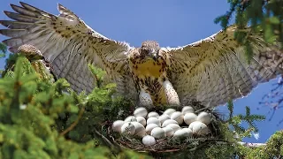 Mom Hawk Breed Making A Nest On Tree And Laying Eggs