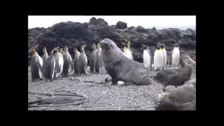 Тюлень насилует пингвина