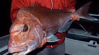 HOW TO CATCH WINTER SNAPPER Part 1 - YouFishTV