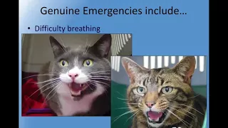 Nursing Sick Cats: Tips for Carers (Feline Friends Academy)