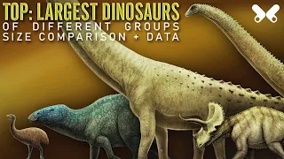 TOP: Largest Dinosaurs Size Comparison and Data