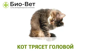 Кот Трясёт Головой - Причины и Что Делать // Сеть Ветклиник БИО-ВЕТ