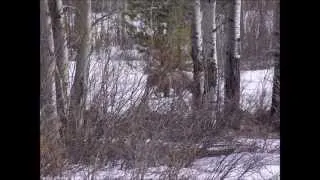 Grizzlys at a Bigfoot sighting location North of the Tetons