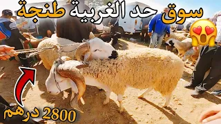 223 |🔥 أثمنة الحولي عيد الأضحى في سوق حد الغربية إقليم طنجة بتاريخ 02062024🥰