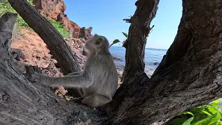 Thailand, Pattaya - Обезьян:)