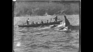 The Killer Whales of Eden, told by Family and Eyewitnesses. Early experimental rough edit.