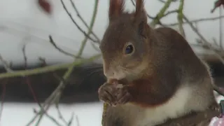 Besuchen euch Eichhörnchen im Garten?