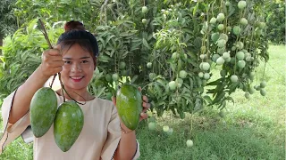 Wow! Mouth Watering Yummy Eating Green Mango - Green Mango VS Hot Chili Salt and Spicy Prahok Sauce