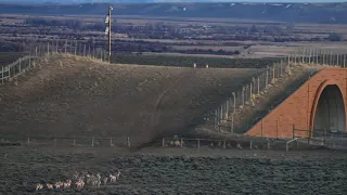 Wildlife Crossing in Wyoming - 47 Pronghorn Cross in 90 Seconds