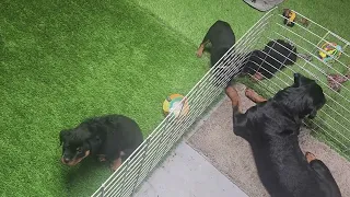 crazy.... vicious... 7 week old Rottweiler puppies after breakfast