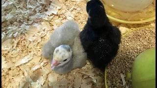 Raising baby Turkey Poults