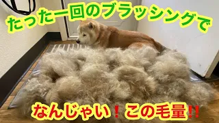 柴犬貴教！OH MY GOD!😱  なんじゃい、この毛量！ 夏の換毛期到来！たった一回のブラッシングでこの抜け毛の量〜！  Shibainu 's shedding season !