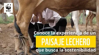 Producción sostenible de leche: conoce un caso en el Meta | WWF Colombia