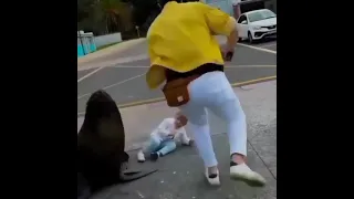 baby girl attacked by sea lion | adorable animals under 1 minute | #shorts #ytshorts