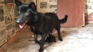 rescue the mother dog and newborn puppies in the abandoned house, needing a new home to live