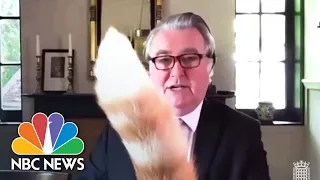 U.K. Lawmaker Videobombed By His Cat During Online Committee Meeting | NBC News NOW