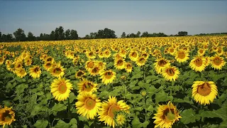 Чекаємо ціну! Соняшник Берекет Карлос Пегас зацвів бджоли працюють