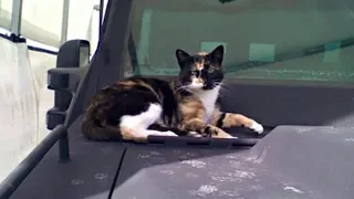 SWAT Team Builds “Kitty Condo” For Stray Cat Who Won’t Come Inside.