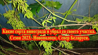 Какие сорта винограда я убрал со своего участка. Сезон 2023. Новополоцк. Север Беларуси.