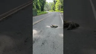 🦥What a Sloth Crossing a Road looks like?