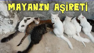 KEDİCE SEV AİLE'SİNİ DOLAŞTIRDIK 😃 En komik kedi videoları ✓ yavru kedi sesi
