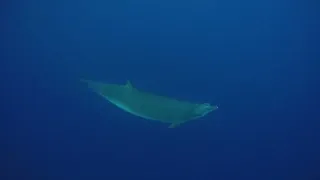 Beaked Whales ( Zifios ) in El Hierro , La Restinga