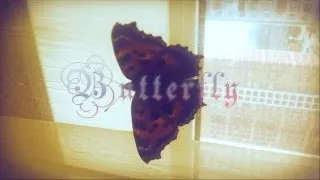 short film butterfly / короткометражка бабочка