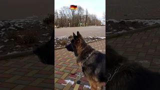 ЙОЗЕФ ГАЙДН🇩🇪🎼  ГИМН ГЕРМАНИИ