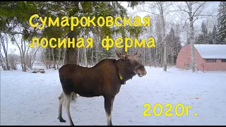 Сумароковская лосиная ферма, январь 2020 год | Лосеферма в Костроме