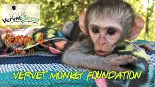 Intergration time for baby orphan monkeys, who will be their mom?