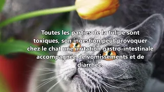 Protéger votre chat de l'empoisonnement par ces plantes toxiques