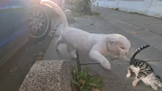 Little Kitten is Attacked by Angry White Cat