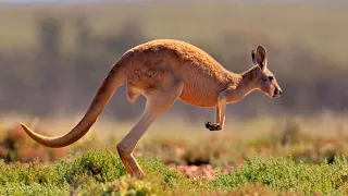 Из мешка на ноги / From pouch to foot | 4K |