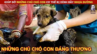 Giải Cứu Những Chú Chó Con Đáng Thương Vô Cùng Ý Nghĩa || Review Con Người Và Cuộc Sống (P14)