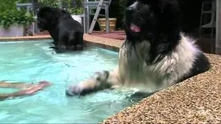 Rocky,Otto and Augustus the Landseer swimming