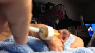 Newborn Baby Squirrel Surviving. Part 1