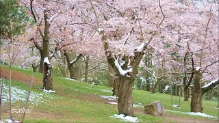 Cherry Blossom and Snow in Toronto High Park