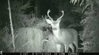 January 2024 East 1 Trailcam Highlights