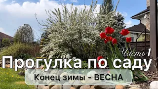 Обзор сада | Весна’23 | Растения подписаны | ХВОЙНЫЕ МНОГОЛЕТНИКИ КУСТАРНИКИ ЛУКОВИЧНЫЕ