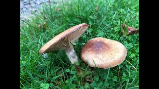 October Wild Mushrooms, The More You Learn, The Less You Know!