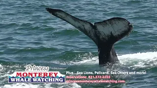 Princess Monterey Whale Watching Tours 2022