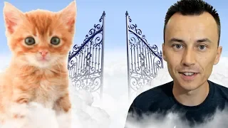 Will Our PETS Go to HEAVEN With Us?