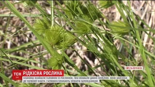 На Хмельниччині знайшли галявину з рослиною, якій мільйони років