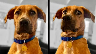 Dog Finds Out He's Adopted