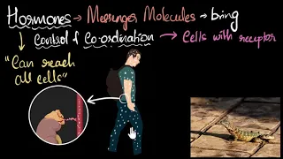 Hormones Intro & working | Control & Coordination | Biology | Khan Academy